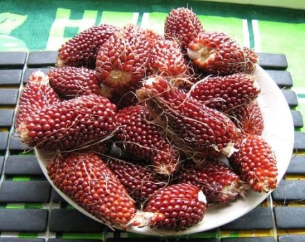 Beskrivelse af variationen af ​​jordbærornamentiske majs, dens plantning, vækst og pleje