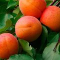 Characteristics of the honey apricot variety, description of yield, planting and care