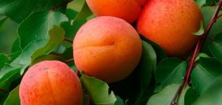 Caractéristiques de la variété d'abricot au miel, description du rendement, plantation et entretien