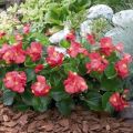 Planting, growing and caring for begonia, how it reproduces