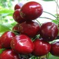 Description and characteristics of the Melitopol cherry variety, the subtleties of growing