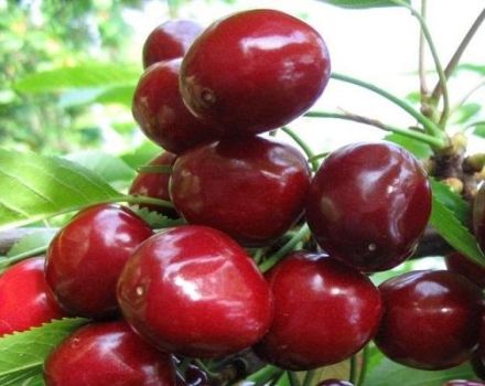 Popis a vlastnosti odrůdy třešní Melitopol, jemnosti pěstování