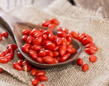 Proprietăți utile și contraindicații ale barberryului, uz medicinal în medicina tradițională