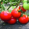 Descripción de la variedad de tomate Star of the East y sus características