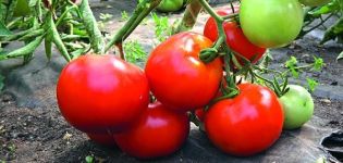 Opis odmiany pomidora Star of the East i jej właściwości