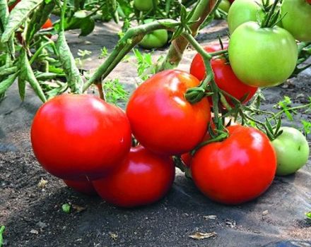 Pomidorų veislės „Star of East“ aprašymas ir jo savybės