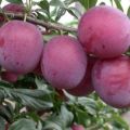 Descripción y características de la variedad de ciruela cereza cometa Kuban, plantación y cuidado.