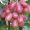 Paglalarawan ng iba't ibang mga Anibersaryo ng ubas ng Novocherkassk, mga katangian ng ripening date at kasaysayan
