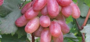 Description of grape variety Anniversary of Novocherkassk, characteristics of ripening dates and history
