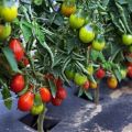 Beschrijving van peervormige tomatenvariëteiten voor de volle grond