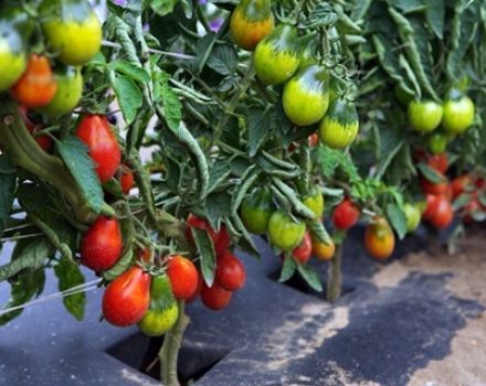 Bumbierveida tomātu šķirņu apraksts atklātā zemē