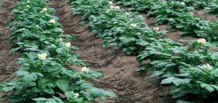 Mineral fertilizers, superphosphates and folk remedies for foliar feeding of potatoes