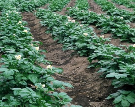 Patateslerin yapraktan beslenmesi için mineral gübreler, süperfosfatlar ve halk ilaçları
