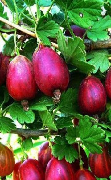 Descrizione e caratteristiche della varietà di uva spina North Captain, piantagione e cura