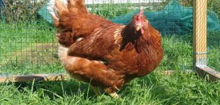 Beschreibung, Eigenschaften und Bedingungen der Haltung von Hühnern der Redbro-Rasse