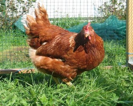 Descripción, características y condiciones de la cría de pollos de la raza Redbro.