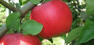 Mô tả và đặc điểm của cây táo Auxis, cách trồng, trồng và chăm sóc