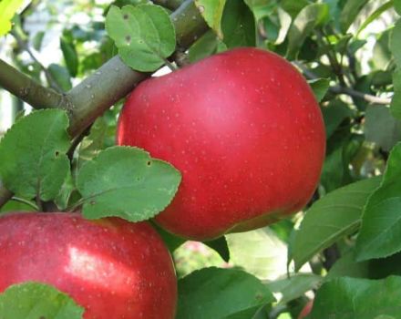 Mô tả và đặc điểm của cây táo Auxis, cách trồng, trồng và chăm sóc