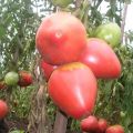 מאפיינים ותיאור של זן העגבניות הוורוד פלמינגו, התשואה שלו
