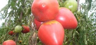 Characteristics and description of the Pink Flamingo tomato variety, its yield