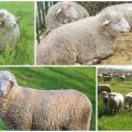 Description and characteristics of sheep of the Tsigai breed, rules for their maintenance