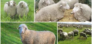 Descripció i característiques de les ovelles de la raça Tsigai, les normes per al seu manteniment