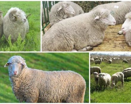 Описание и характеристики на овцете от породата Цигай, правилата за тяхното поддържане