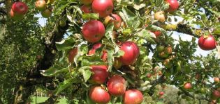 وصف وخصائص أشجار التفاح إيلينا وقواعد الزراعة والنمو