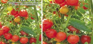 Popis odrůdy drobných rajčat na Floridě a její vlastnosti