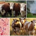 De veroorzaker en symptomen van emfyseem karbonkel bij runderen, behandeling van emkar