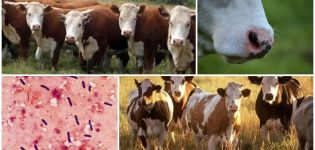 Pôvodca a príznaky emfyzematózneho karbunkulu u hovädzieho dobytka, liečba emkaru