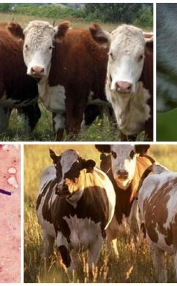 A szarvasmarhák emphysematous carbuncle okozója és tünetei, emkar kezelése