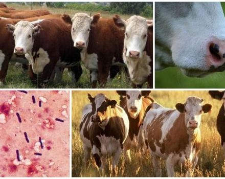 Der Erreger und die Symptome des emphysematösen Karbunkels bei Rindern, Behandlung von Emkar