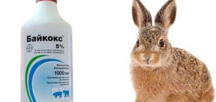 về việc sử dụng Baykoks cho thỏ, thành phần và thời hạn sử dụng