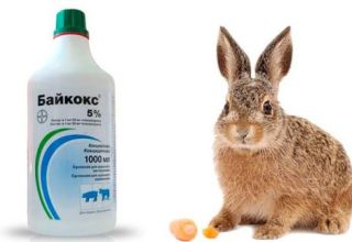 sobre l'ús de Baykoks per a conills, composició i vida útil