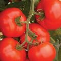 Pomidorų veislės Kakadu charakteristikos ir aprašymas