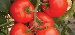Egenskaber og beskrivelse af variationen af ​​tomat Kakadu