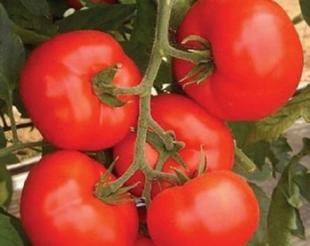 Kakadu-tomaattilajikkeen ominaisuudet ja kuvaus