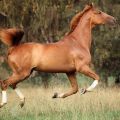 Beschrijving van Trakehner-paarden, regels voor onderhoud en kosten