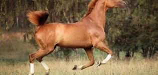 Descrizione dei cavalli Trakehner, regole di manutenzione e costi