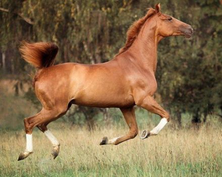Trakehner zirgu apraksts, apkopes noteikumi un izmaksas