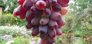 Zarevo vīnogu apraksts, stādīšanas un audzēšanas noteikumi