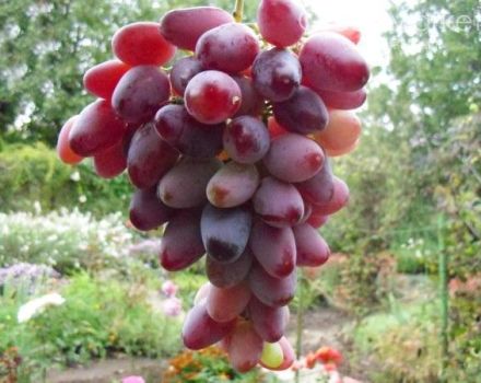 Kuvaus Zarevon viinirypäleistä, istutus- ja kasvatussäännöistä