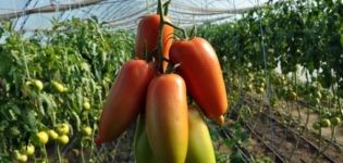 Beskrivelse af Aidar-tomatsorten, dens egenskaber og smag