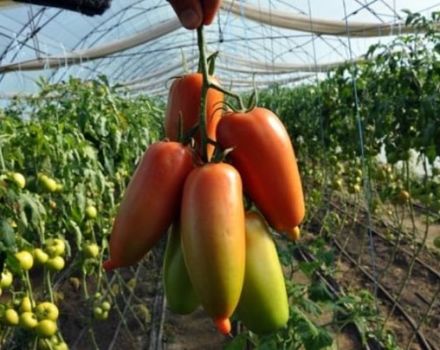 Beskrivelse af Aidar-tomatsorten, dens egenskaber og smag