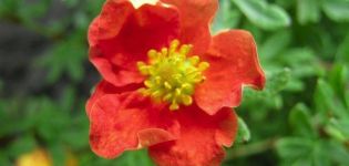 Opis i uzgoj sorte grmlja Potentilla Crveni led, sadnja i njega