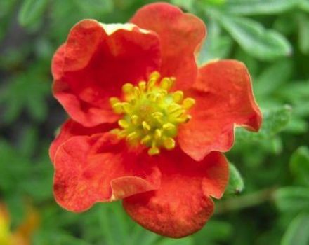 Descrizione e coltivazione della varietà arbustiva Potentilla Red Ice, semina e cura