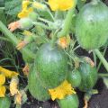 Description of the Break cucumber variety, its characteristics and yield