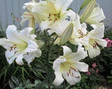 Description of the best varieties of tree lilies, planting and care in the open field