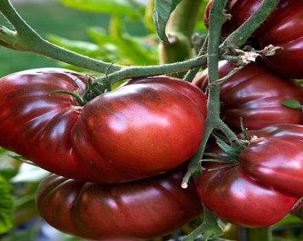 Egenskaber og beskrivelse af Rom-tomatsorten, dens udbytte